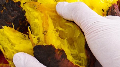 달콤한 유혹! 꿀가격 해남고구마 3kg 득템 후기🍯